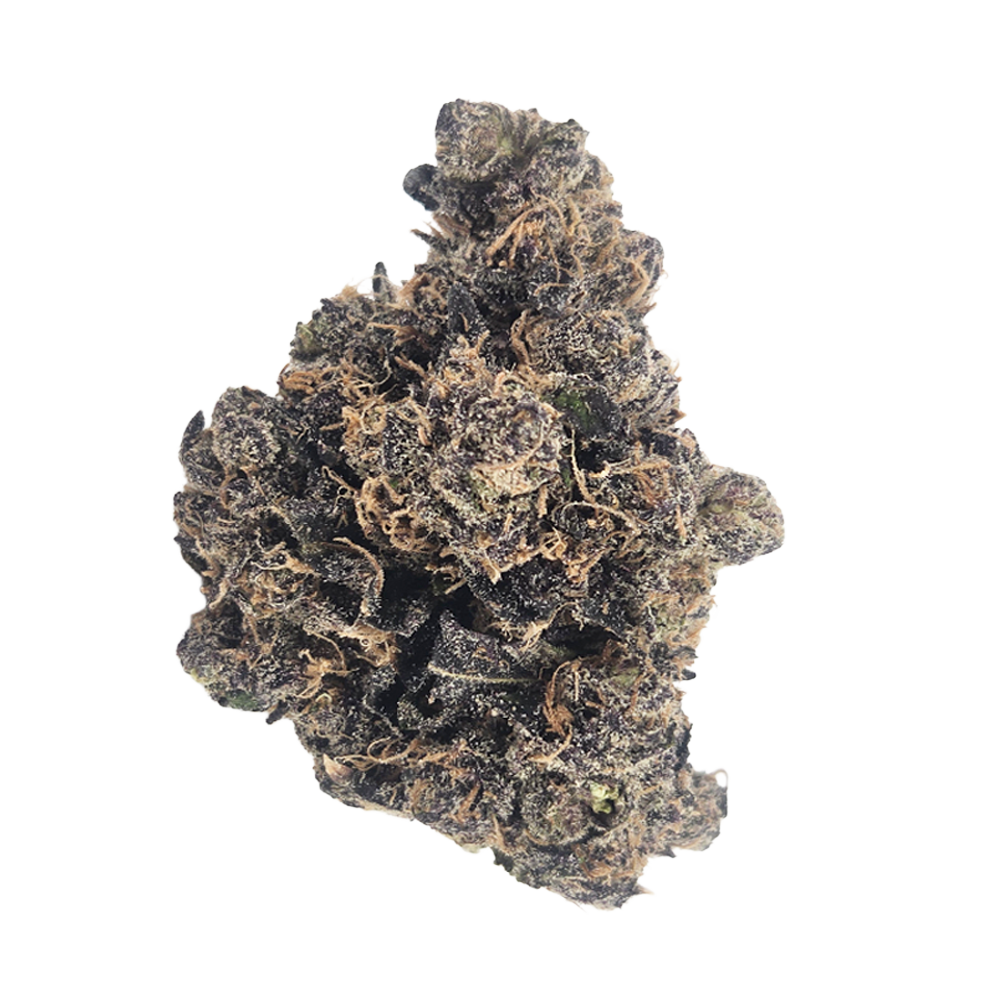 Black Dolphin